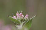 Rosy camphorweed